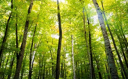 Autumn-Forest-Of-Beech-Trees