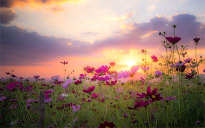 Flower_meadow