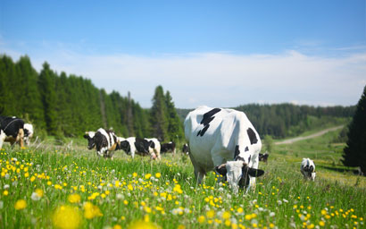 Pasture cows