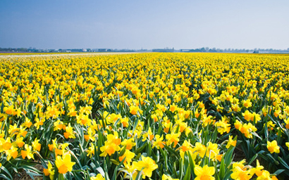 daffodil_field_410