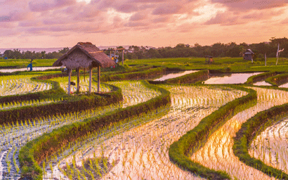 Rice paddock