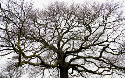tree_bare_branches_410