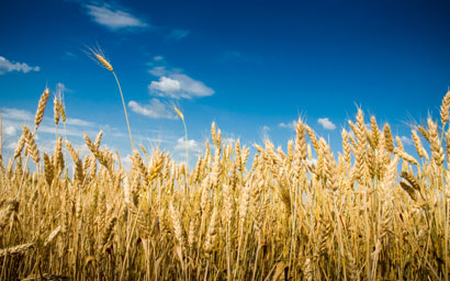 Wheat field1