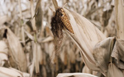 Corn-drought