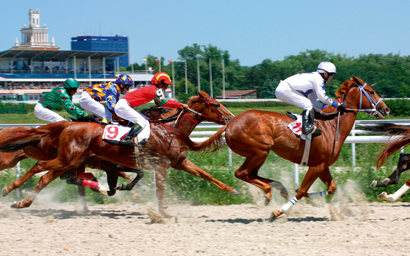 Race horses