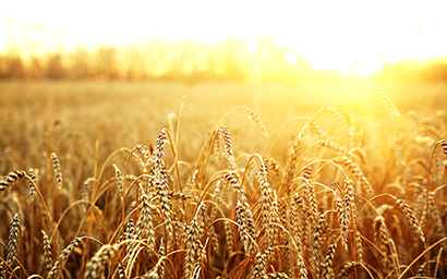 Wheat_filed_high_yield