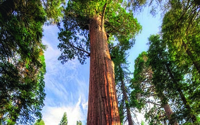 Sequoia_tree